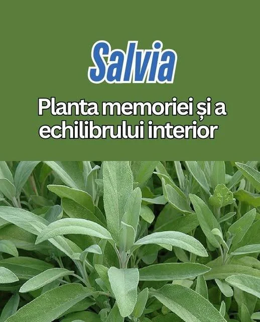Ceai de salvie