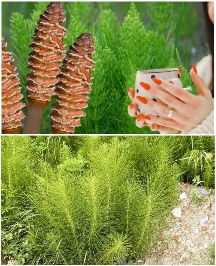 COADA CALULUI ╰┈➤ Planta Care ELIMINĂ PIETRELE la RINICHI și DETOXIFIAZĂ CORPUL 🍂🍃 Planta coada calului pentru detoxifierea organismului și eliminarea pietrelor la rinichi.