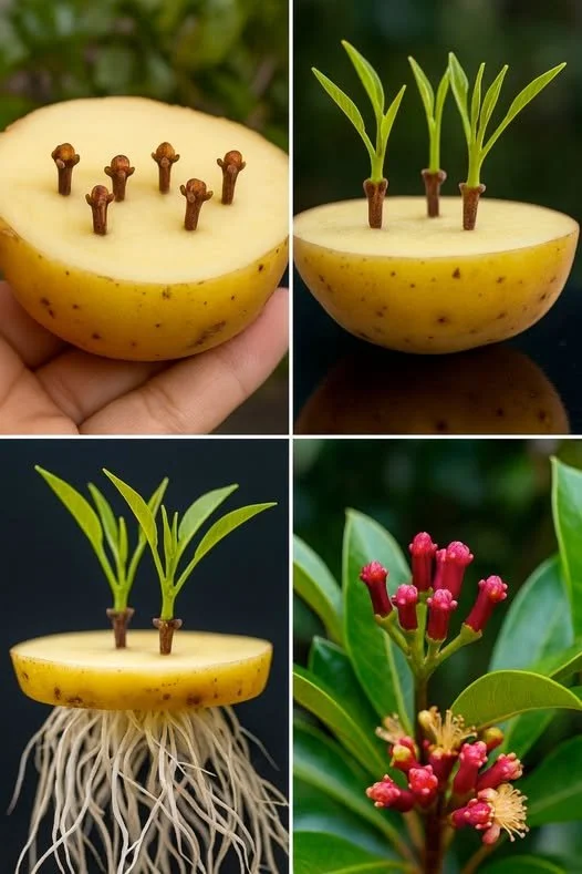 Rețete | De la semințe minuscule la plante aromatice de cuișoare: Cea mai simplă modalitate de a le cultiva acasă | Facebook Plante aromatice cultivate acasă din semințe minuscule la cuișoare.